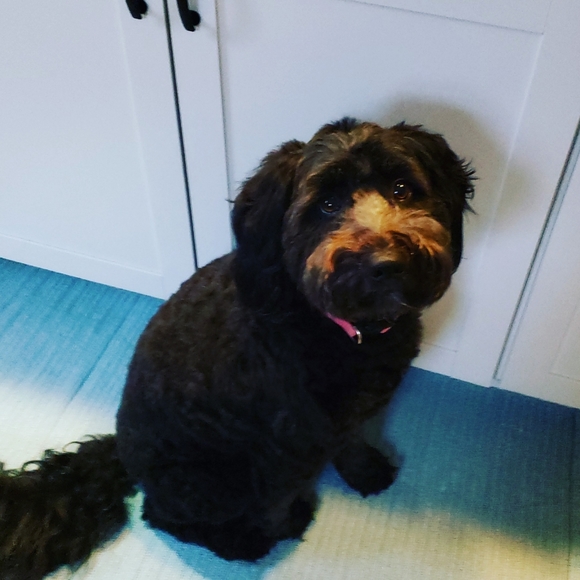 Meet your Posher, JoJo - Picture 3 of 3